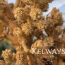 Tetrapanax papyrifer 'Rex'