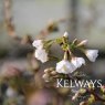 Prunus incisa 'Kojo-no-mai' (5 litre pot)