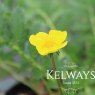 Potentilla anserina