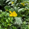 Potentilla anserina