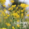 Ranunculus acris