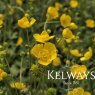 Ranunculus acris