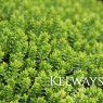 Hebe 'Emerald Green'
