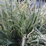 Fascicularia bicolor
