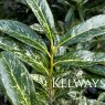 Prunus laurocerasus 'Castlewellan'
