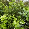Pittosporum tenuifolium Irish Luck ('Ptg18' PBR)
