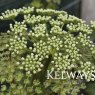 Ligusticum lucidum