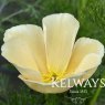 Eschscholzia californica 'Peach Sorbet'