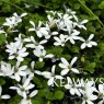 Lobelia angulata 'Treadwellii'