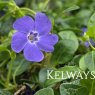 Vinca minor (2 litre pot)