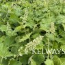 Heuchera villosa 'Autumn Bride'