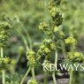 Alchemilla alpina L.