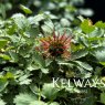 Acaena magellanica