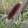 Pennisetum thunbergii 'Red Buttons'