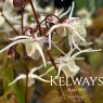 Epimedium grandiflorum 'White Queen' (9cm pot)