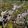 Epimedium grandiflorum 'White Queen' (9cm pot)