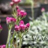Antennaria dioica 'Alex Duguid'