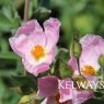 Cistus x argenteus 'Silver Pink' ambig.