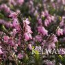 Erica carnea f. carnea 'March Seedling'