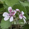 Erodium pelargoniiflorum (9cm pot)