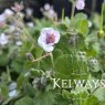 Erodium pelargoniiflorum (9cm pot)
