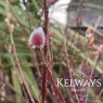 Salix gracilistyla 'Mount Aso' (m)
