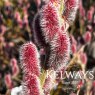 Salix gracilistyla 'Mount Aso' (m)