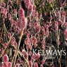 Salix gracilistyla 'Mount Aso' (m)