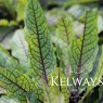 Rumex sanguineus