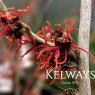 Hamamelis x intermedia 'Feuerzauber'