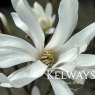 Magnolia stellata 'Royal Star'