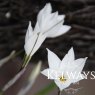 Ipheion 'Alberto Castillo'