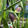 Fritillaria uva-vulpis
