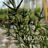 Colletia hystrix