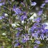 Salvia rosmarinus 'Blue Lagoon' (Ro)