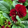Primula 'Belarina Rosette Valentine' (Belarina Rosette Series)