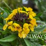 Erysimum 'Canaries Yellow'