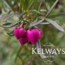 Boronia heterophylla (3 litre pot)