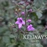Prostanthera rotundifolia (3 litre pot)