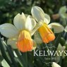 Narcissus 'Carice'
