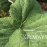Petasites hybridus