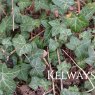 Hedera helix