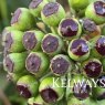 Hedera helix
