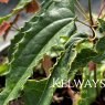 Epimedium 'Spine Tingler' (9cm pot)