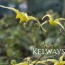 Epimedium 'Spine Tingler' (9cm pot)