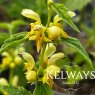 Lamium galeobdolon