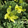 Papaver miyabeanum 'Pacino'