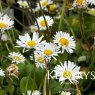 Bellis perennis