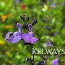 Salvia 'Violin Music' PBR