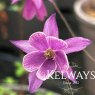 Semiaquilegia ecalcarata